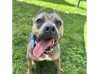 Adopt Amanda a Tan/Yellow/Fawn American Staffordshire Terrier / Mixed dog in