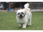 Adopt Mascot a White Lhasa Apso / Mixed dog in Colorado Springs, CO (38624705)