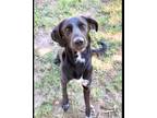 Adopt Lilith a Black Labrador Retriever / Mixed dog in Bartlesville