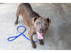 Adopt Daenerys - IN FOSTER a Gray/Blue/Silver/Salt & Pepper Mixed Breed (Large)