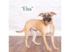 Adopt Elsa a Brown/Chocolate Terrier (Unknown Type, Small) / Mixed dog in