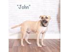 Adopt John a Tan/Yellow/Fawn Terrier (Unknown Type, Small) / Mixed dog in