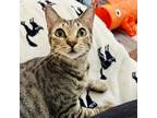 Adopt Nirvana a White Domestic Shorthair / Mixed cat in Fort Lauderdale