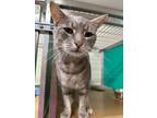 Adopt Capone a Gray or Blue Domestic Shorthair / Domestic Shorthair / Mixed cat