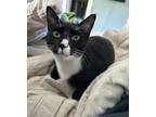 Adopt Jacoby a All Black Domestic Shorthair / Mixed cat in Williamsport