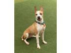Adopt Kirby a Tan/Yellow/Fawn American Pit Bull Terrier / Mixed dog in
