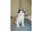 Adopt Pugsley (The Pacman Litter) a Black & White or Tuxedo Domestic Shorthair /