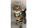 Adopt Pie a Brown or Chocolate Domestic Shorthair / Domestic Shorthair / Mixed