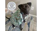 Adopt Waylon a Black Mixed Breed (Large) / Mixed dog in Menands, NY (38624167)