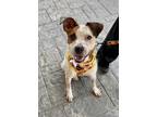 Adopt Frankie - Prison CCP a White Mixed Breed (Medium) / Mixed dog in Vienna