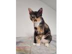 Adopt Ariel a Tortoiseshell Calico / Mixed (short coat) cat in West End