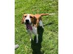 Adopt Boone - Prison CCP a Tan/Yellow/Fawn Beagle / Mixed dog in Vienna
