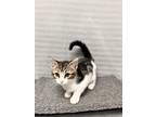 Adopt Nancy a Domestic Shorthair / Mixed (short coat) cat in Greensboro