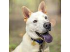 Adopt Mayhem a White - with Tan, Yellow or Fawn Mixed Breed (Medium) / Mixed dog