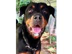 Adopt Bella a Rottweiler / Mixed dog in Jackson, MS (35968465)