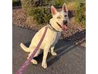 Adopt Uma a Tan/Yellow/Fawn Husky / Mixed dog in Las Vegas, NV (38387741)