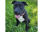 Adopt Gracie a Black Labrador Retriever / Mixed dog in Jupiter, FL (36120874)