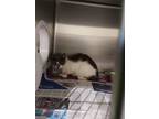Adopt 2023-07-062 a Domestic Shorthair / Mixed (short coat) cat in Winder