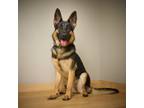 Adopt Echo D11326: No Longer Accepting Applications a Black German Shepherd Dog