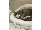 Adopt Ash (Froppy) a Gray or Blue Domestic Shorthair / Domestic Shorthair /