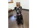 Adopt Zuri a Black Labrador Retriever / Mixed Breed (Medium) / Mixed (short