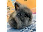 Adopt Cilantro a Black Lionhead / Mixed rabbit in Baraboo, WI (38662826)