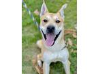 Adopt Adonis a White Husky / Rottweiler / Mixed dog in Anderson, IN (38510367)