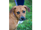 Adopt Curly a Tan/Yellow/Fawn Hound (Unknown Type) / Mixed dog in Greenwood