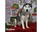 Adopt Shadow a White - with Tan, Yellow or Fawn Husky / Mixed dog in Yuma