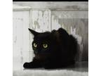 Adopt Karen a All Black Domestic Shorthair / Mixed cat in Yuma, AZ (38450085)