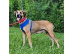Adopt Hope a Tan/Yellow/Fawn Shepherd (Unknown Type) / Mixed dog in Tuscaloosa