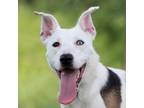 Adopt Nova a White - with Tan, Yellow or Fawn Border Collie / Mixed dog in