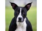 Adopt Minnie a Black Pit Bull Terrier / Mixed dog in Madisonville, KY (38662897)