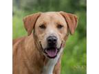 Adopt Aurelia a Tan/Yellow/Fawn Labrador Retriever / Labrador Retriever / Mixed