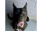 Adopt GRAPE a Black Australian Kelpie / Labrador Retriever / Mixed dog in Kyle