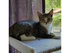 Adopt Goldfinger a Brown or Chocolate Domestic Shorthair / Mixed cat in