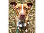 Adopt Hazel a Tan/Yellow/Fawn American Pit Bull Terrier / Mixed dog in