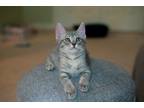 Adopt Xavier (The Pacman Litter) a Gray, Blue or Silver Tabby Domestic Shorthair