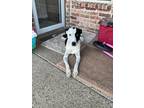 Adopt Willow a White Collie / Mixed Breed (Medium) / Mixed (short coat) dog in