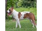 Adopt Roscoe a White - with Tan, Yellow or Fawn Pit Bull Terrier / Pit Bull