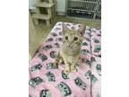 Adopt VIXY a Orange or Red Tabby Domestic Shorthair (short coat) cat in