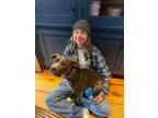 Adopt Laffy Taffey (Fun litter) a Gray/Blue/Silver/Salt & Pepper Pit Bull