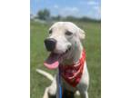 Adopt Ice* a White Husky / Mixed dog in Baton Rouge, LA (37444062)