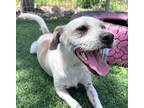 Adopt Wesson a White - with Tan, Yellow or Fawn Wirehaired Fox Terrier / Jack