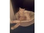 Adopt Woogie a Tan or Fawn Domestic Longhair (long coat) cat in Woodland