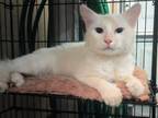 Adopt Lex a White Domestic Mediumhair (medium coat) cat in Columbia