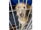 Adopt JoJo a Red/Golden/Orange/Chestnut Mixed Breed (Medium) dog in Whiteville