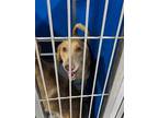 Adopt Marshmellow a Tan/Yellow/Fawn Mixed Breed (Medium) dog in Whiteville