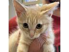 Adopt Luke a Orange or Red Domestic Shorthair / Mixed cat in Philadelphia