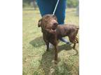 Adopt Hazelnut a Brown/Chocolate Labrador Retriever / Mixed dog in Gulfport